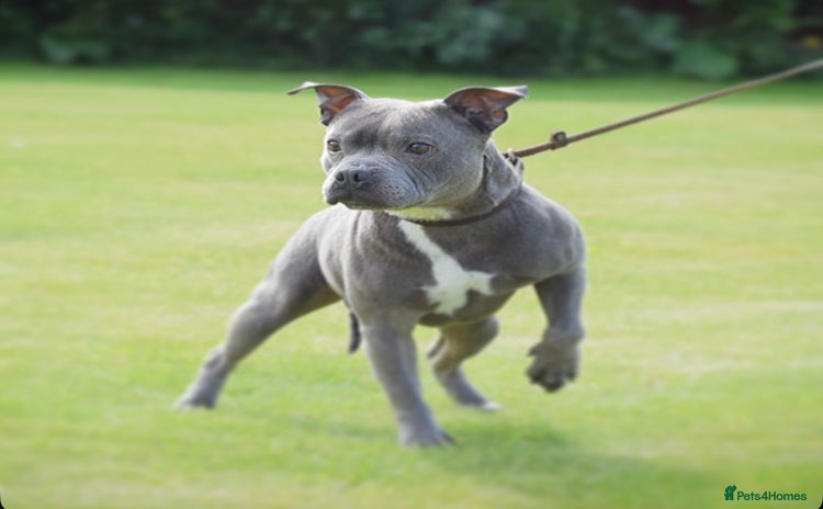 Staffordshire Bull Terrier dogs in Wisbech - Advert 7