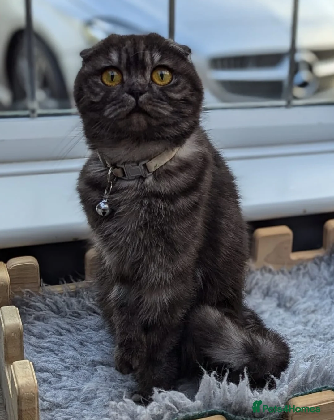 Scottish Fold cats for sale: Scotish fold beautiful kittens 😸  - Advert 4
