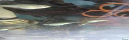 Plecos fish for sale: various freshwater fish  - Advert 2