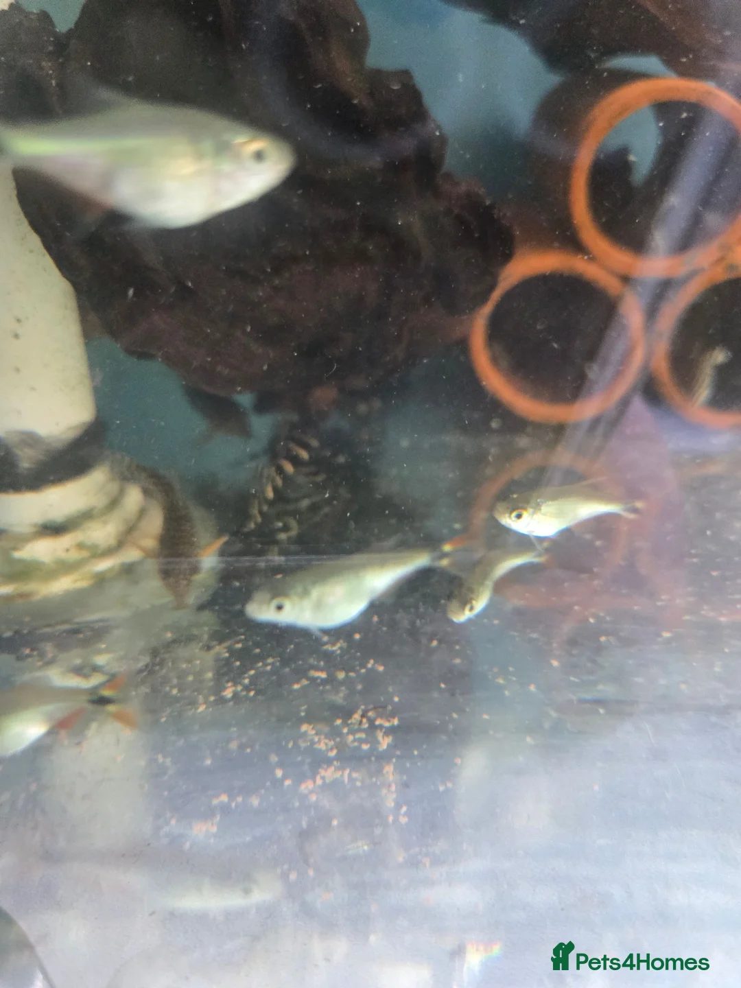 Plecos fish for sale: various freshwater fish  - Advert 2