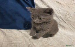 Russian Blue cats for sale: 6 pure grey kittens  - Image 6