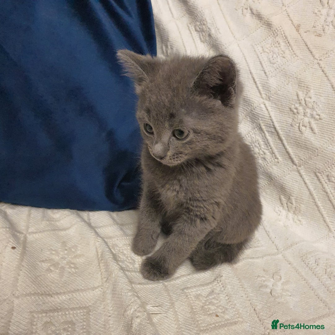 Russian Blue cats for sale: 6 pure grey kittens  - Image 6