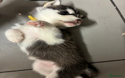Utonagan dogs for sale: Siberian husky x alusky (malamute x husky) - Image 1
