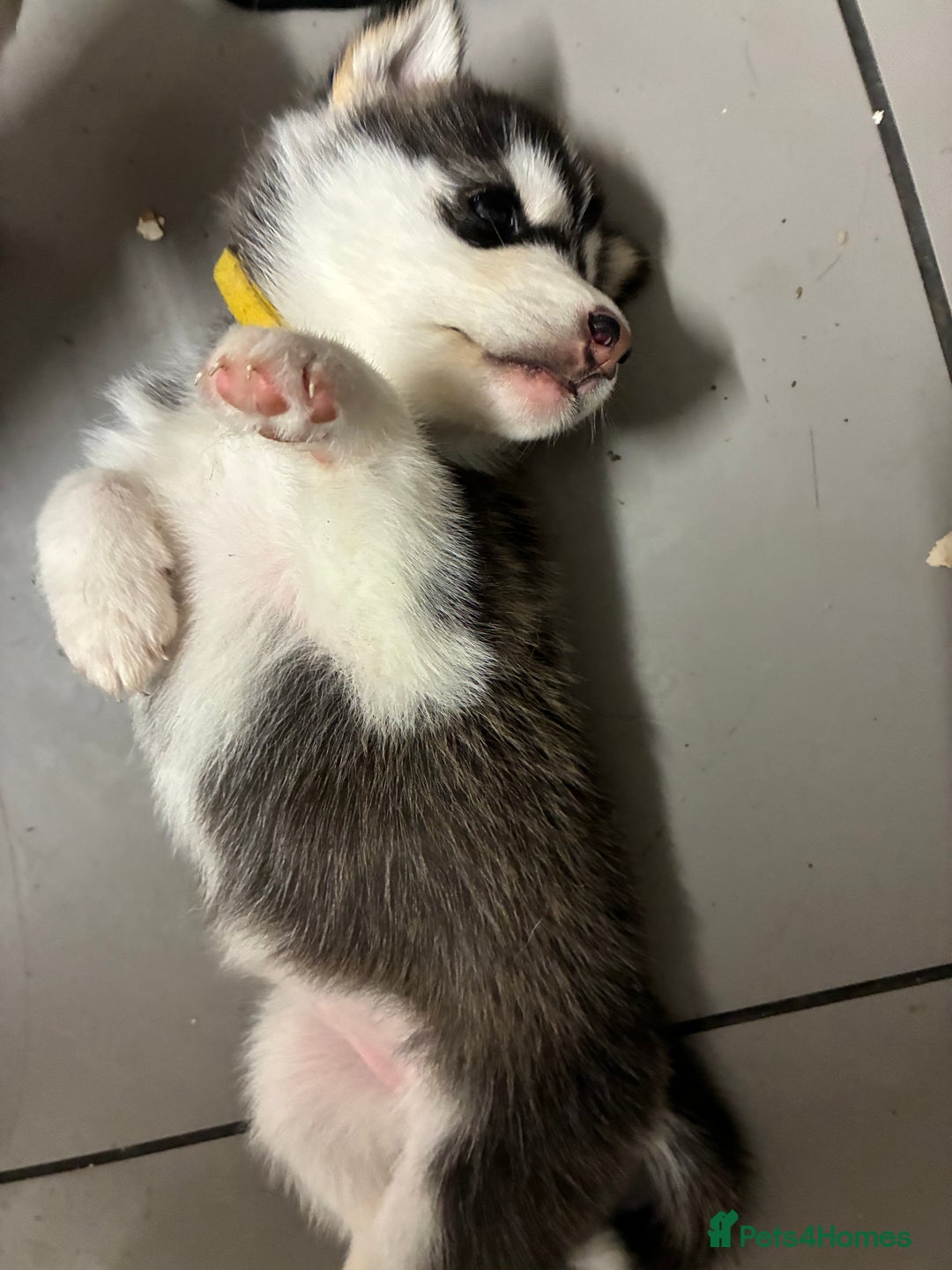 Utonagan dogs for sale: Siberian husky x alusky (malamute x husky) - Image 1