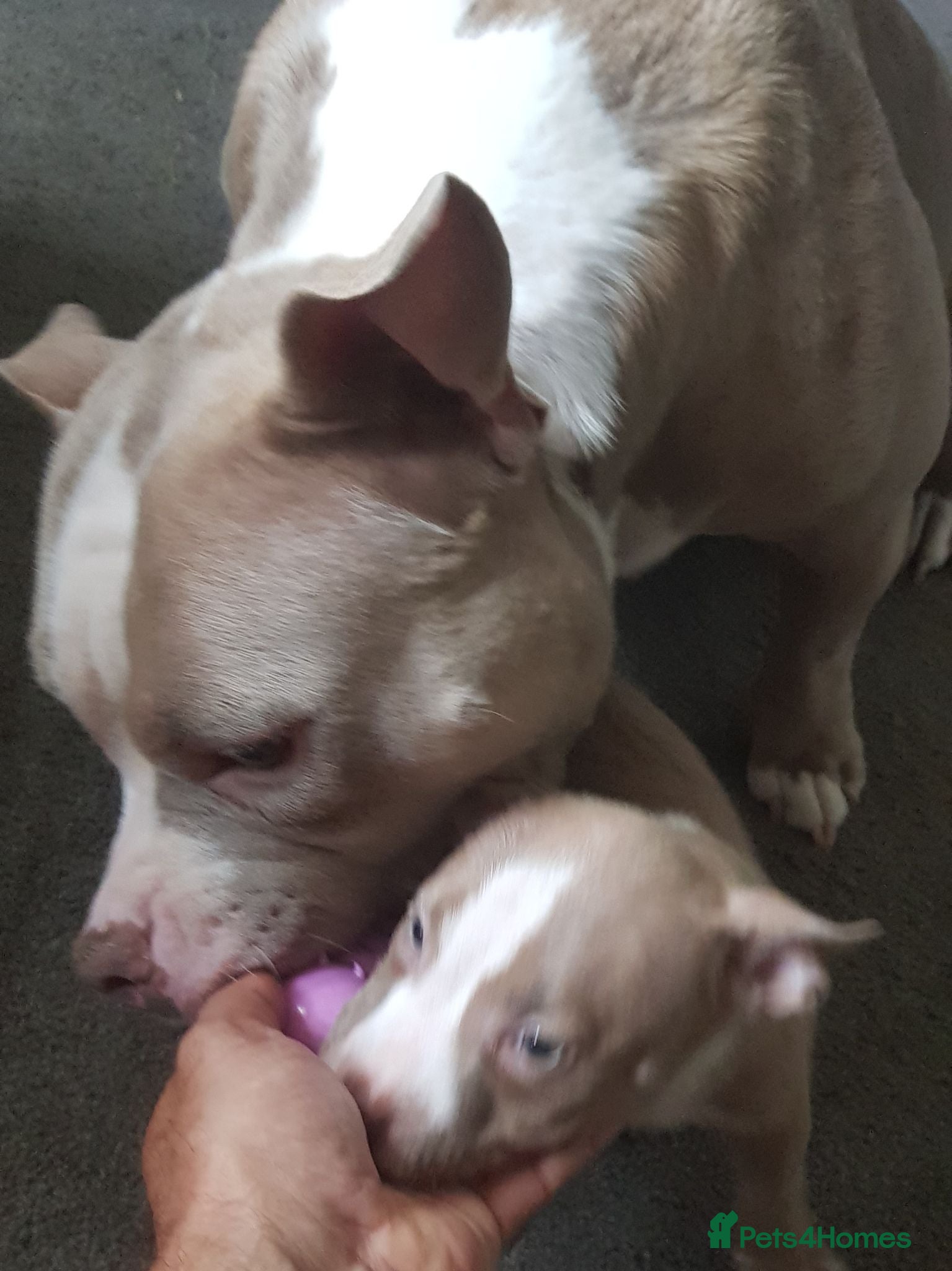 American Bully dogs American pocket bully puppies - Advert 12