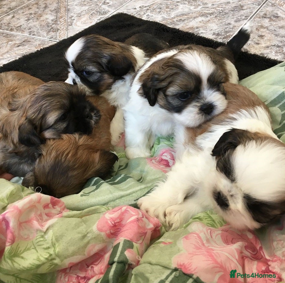 Shih Tzu dogs outstanding purebred Shih Tzu puppies ready to go - Advert 3