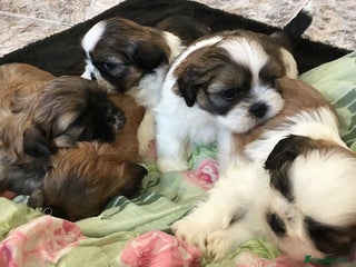 Shih Tzu dogs outstanding purebred Shih Tzu puppies ready to go - Advert 3