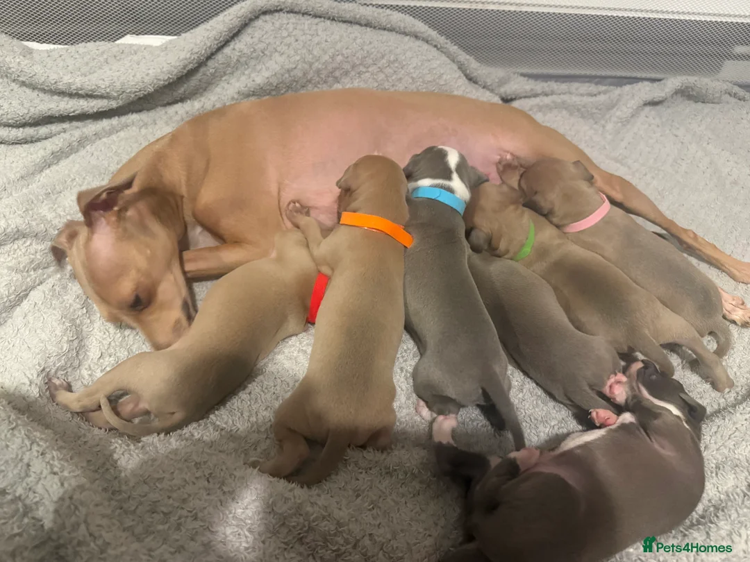 Italian Greyhound dogs for sale: 2 LEFT KC Italian greyhound puppies  - Advert 4