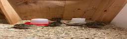 Quail poultry for sale: Coturnix Japanese Quails - Advert 11