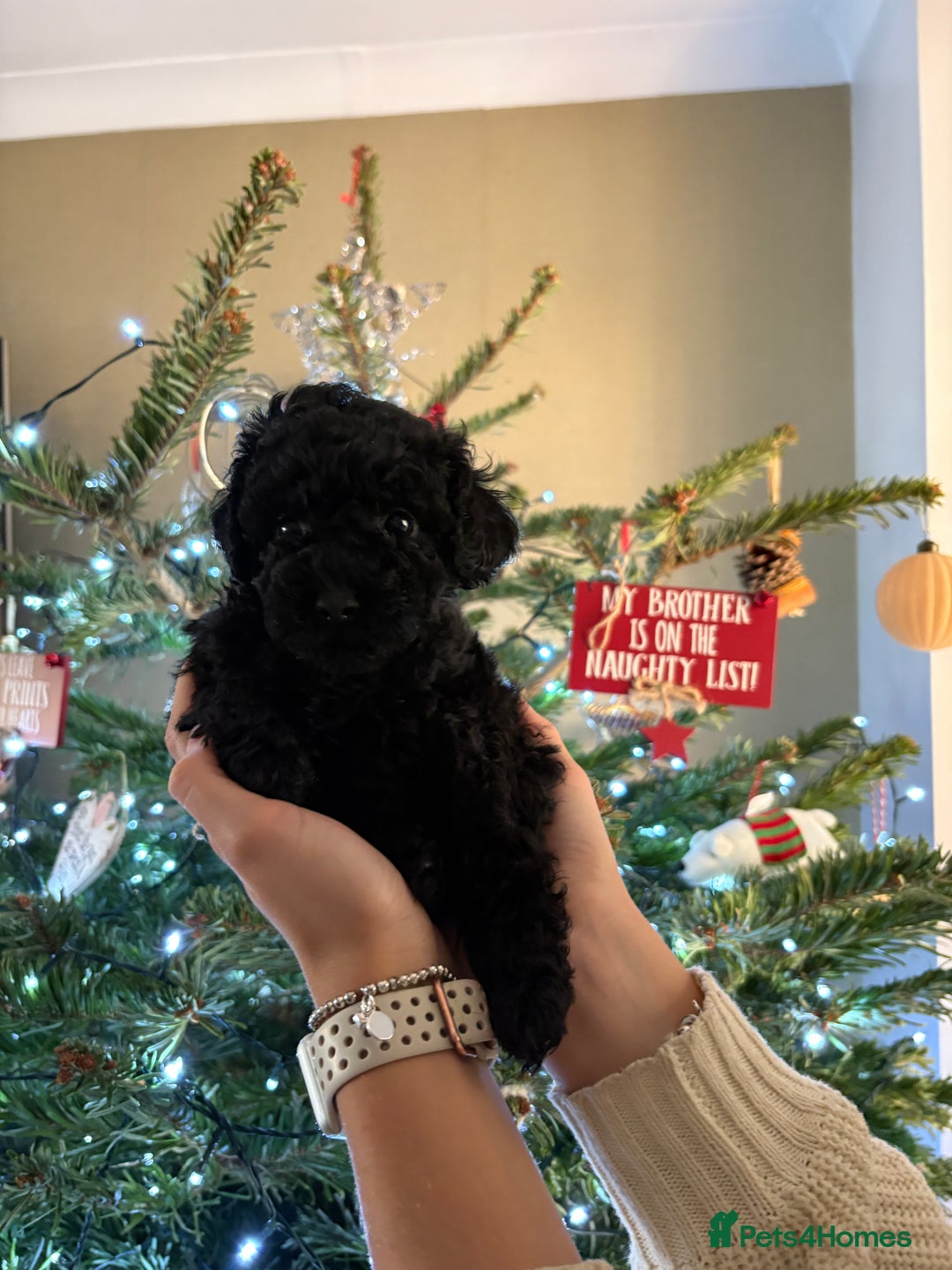 Cavapoo dogs for sale: Beautiful cavapoo puppies from a family home - Advert 22