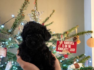 Cavapoo dogs Beautiful cavapoo puppies from a family home - Advert 1