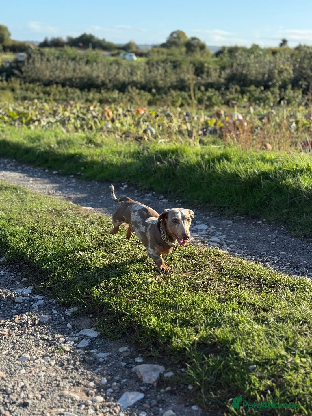 Miniature Dachshund dogs for stud: Miniature Dachshund Stud – Isabella & Tan Piebald - Advert 2