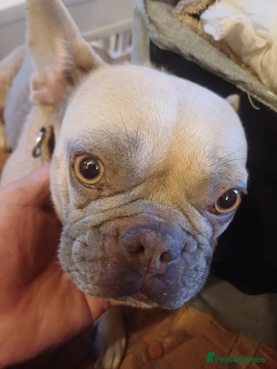French Bulldog dogs for sale: 2 beautiful pups left male/female  - Advert 1