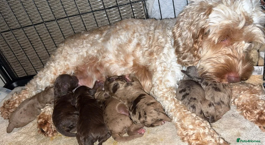 Cockapoo dogs for sale: Merle Cockapoo puppies - Advert 16