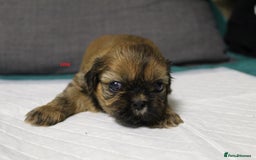 Shih Tzu dogs for sale: LOVELY SHIH TZU PUPPIES  - Image 13