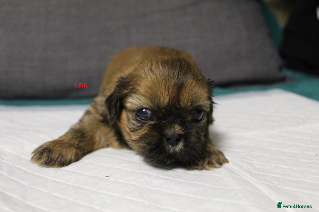 Shih Tzu dogs for sale: LOVELY SHIH TZU PUPPIES  - Image 13