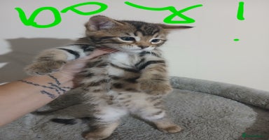 Mixed Breed cats Beutyful bengal babies wisbech 🐈😻 - Advert 14