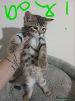 Mixed Breed cats Beutyful bengal babies wisbech 🐈😻 - Advert 6