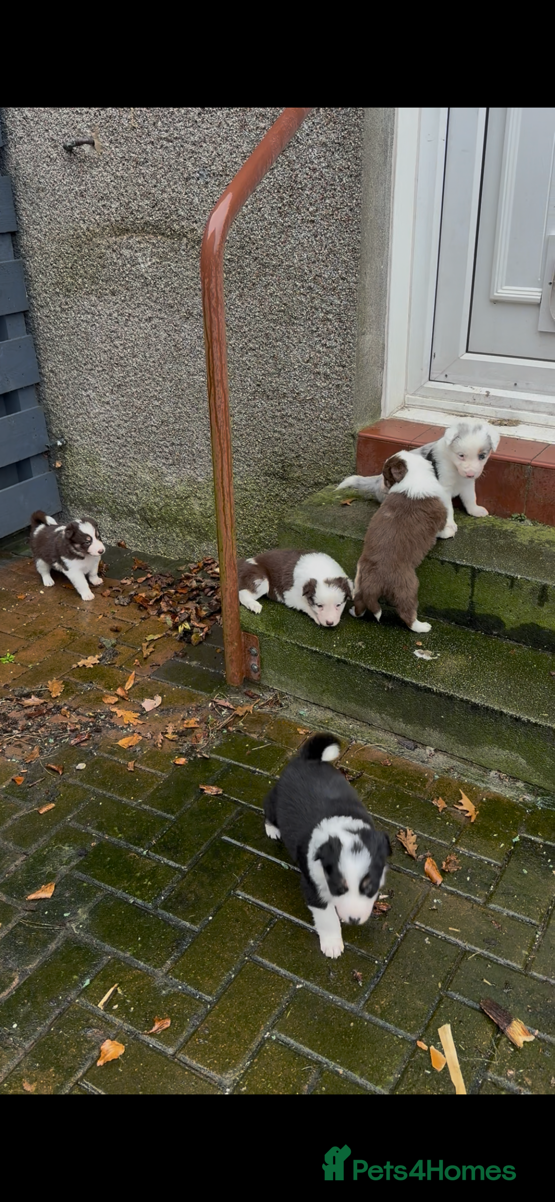 Border Collie dogs Adorable border collie tri coloured pups - Advert 9
