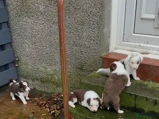 Border Collie dogs Adorable border collie tri coloured pups - Advert 9