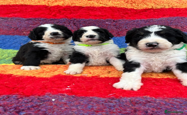 Bernedoodle dogs - Advert 1