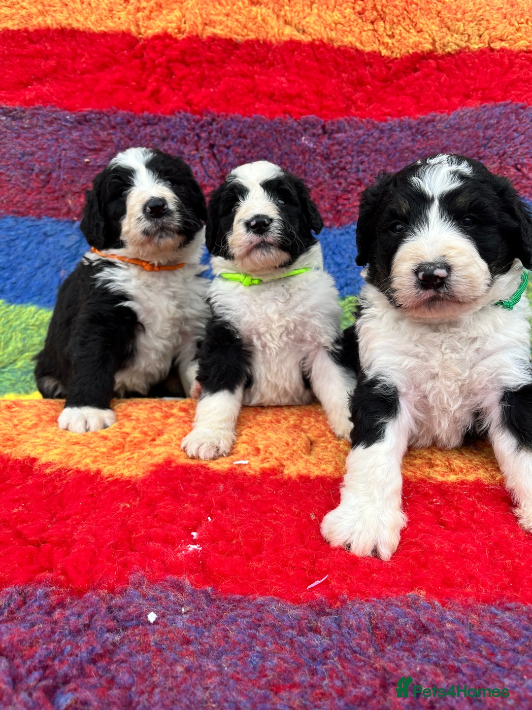 Bernedoodle dogs for sale: Bernedoodles  - Image 1