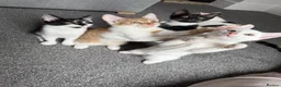 Mixed Breed cats for sale: 4 kittens for sale  - Advert 4