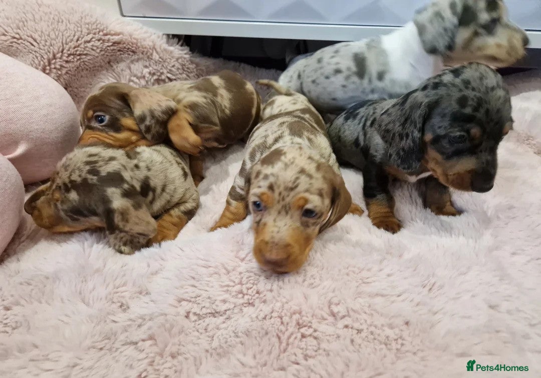 Miniature Dachshund dogs for sale: ADORABLE MINIATURE DACHSHUND PUPPIES - Image 11