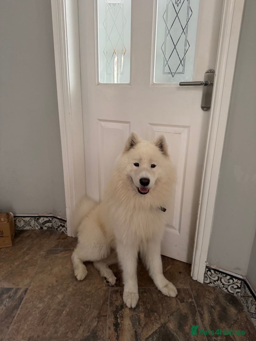 Samoyed dogs for sale: 🐾 🐶 AMAZING, UNIQUE, HEAD TURNING male Samoyed - Image 23