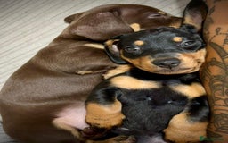 Miniature Dachshund dogs for sale: Two beautiful mini dash’s  - Image 4