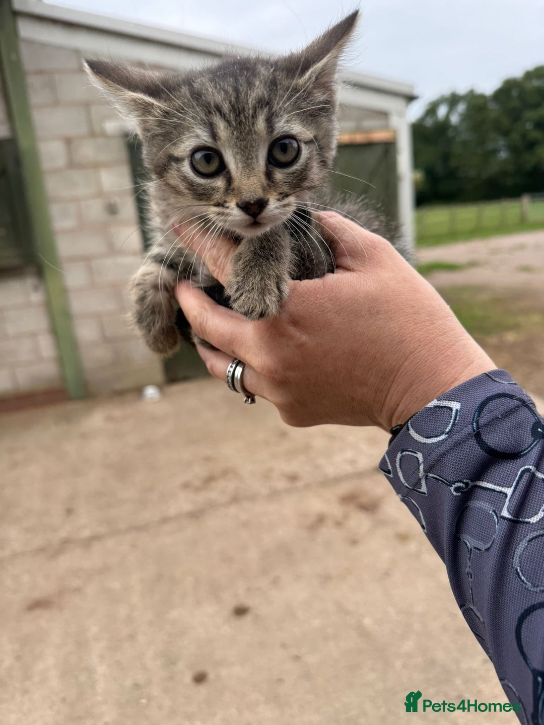 Mixed Breed cats for sale: Beautiful litter of tiny kittens  - Image 7