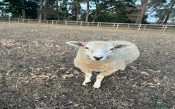 Sheep livestock for sale: 5x lambs for sale - Image 4