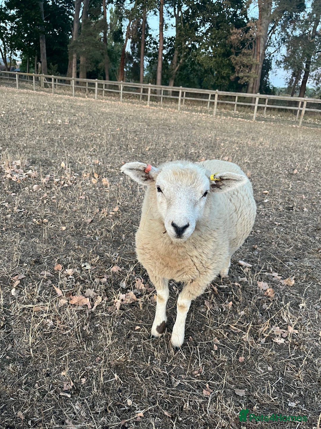 Sheep livestock for sale: 5x lambs for sale - Image 4