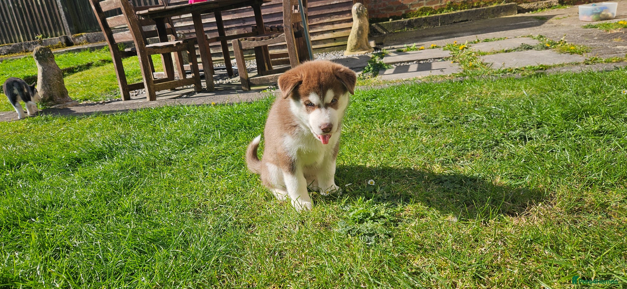 Siberian Husky dogs 2 Beautiful Husky Pups for responsible homes only - Advert 4