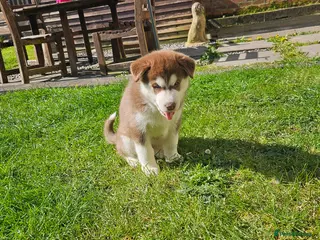 Siberian Husky dogs 2 Beautiful Husky Pups for responsible homes only - Advert 3