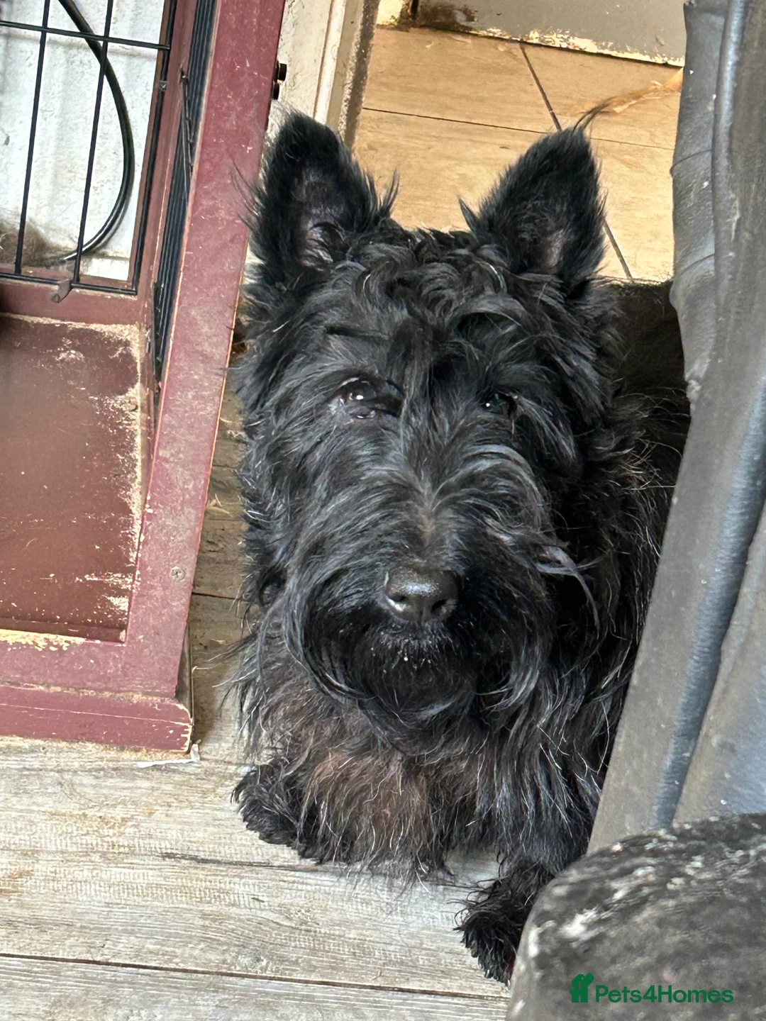 Scottish Terrier dogs for stud: KC Reg Scottish Terrier boys for stud only - Advert 2