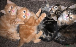 Turkish Angora cats for sale: Turkish Angora kittens - 2 left - Image 9