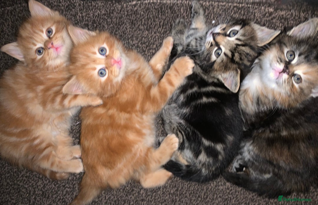Turkish Angora cats for sale: Turkish Angora kittens - 2 left - Image 9