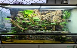 Gecko reptiles for sale: Fully functional Paladarium - Image 1