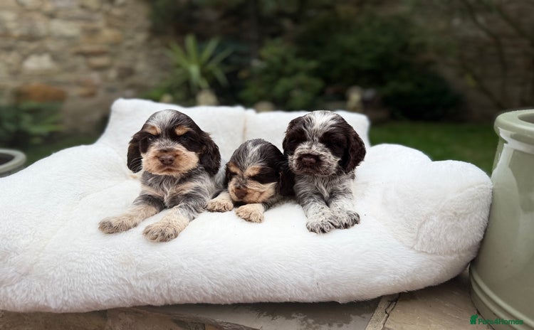 Cocker Spaniel dogs - Advert 11