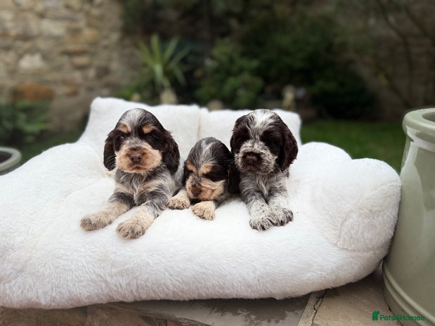 Cocker Spaniel dogs - Advert 16