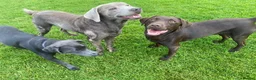 Labrador Retriever dogs for sale: Perfect Health Tested Silvers & Charcoals  - Advert 22