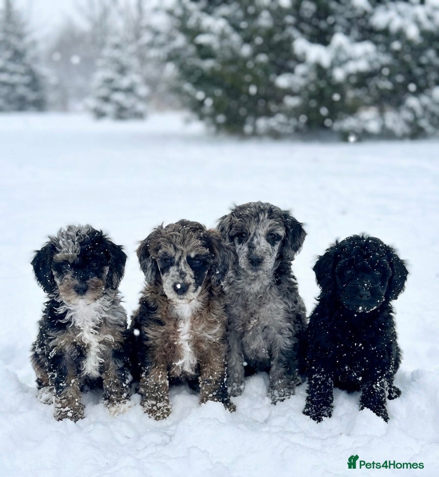 Miniature Poodle dogs Beautiful health tested miniature poodles  - Advert 1