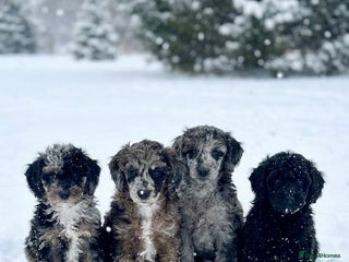 Miniature Poodle dogs Beautiful health tested miniature poodles - Advert 6