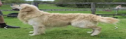 Goldendoodle dogs for sale: Health tested Standard Goldendoodles in Reading - Advert 4