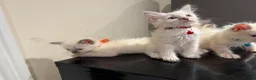 Ragdoll cats for sale: Purebred Ragdol Kitten - DNA Verified 100% - Advert 18