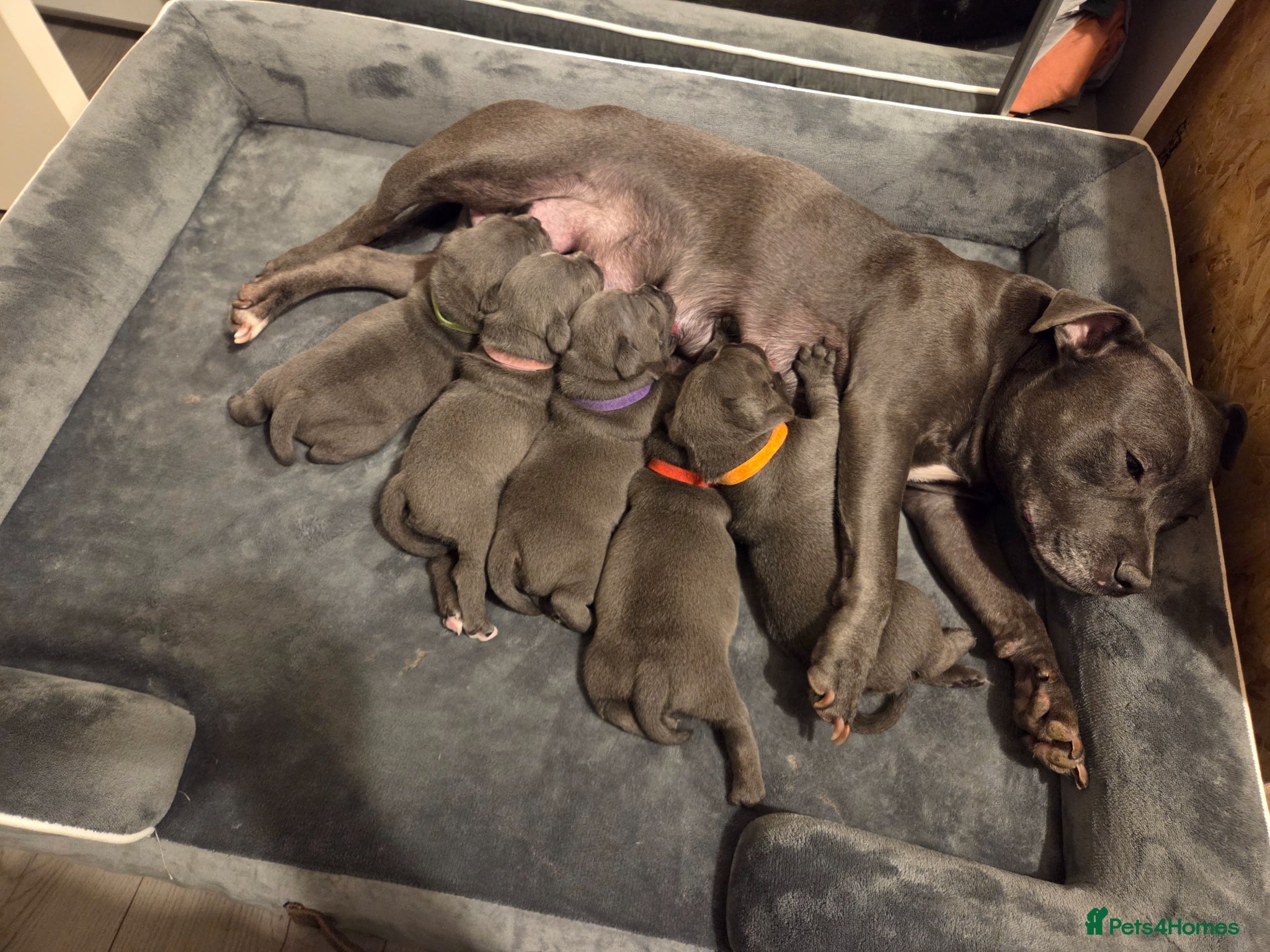 Staffordshire Bull Terrier dogs 🐾 Blue Staffy  – Champion Bloodline 🐾 - Advert 2