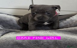 Staffordshire Bull Terrier dogs for sale: LAST 2 BLUE REGIMENT GIRLS  - Image 3
