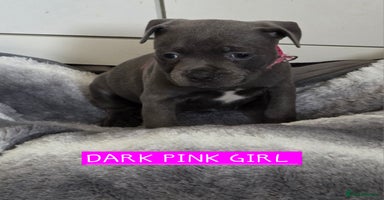 Staffordshire Bull Terrier dogs - Advert 5