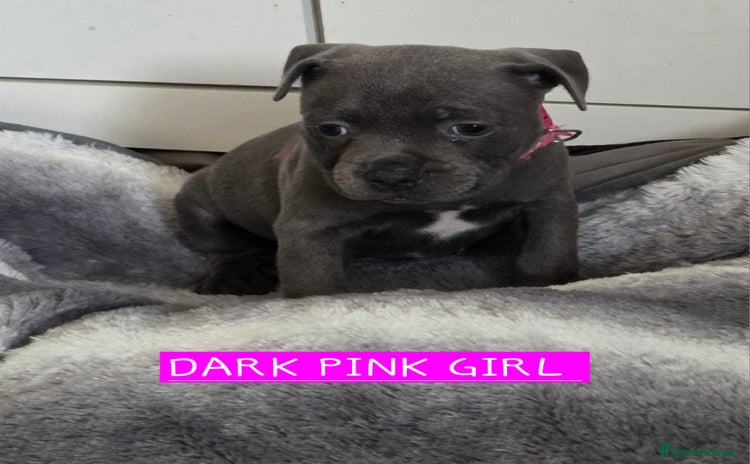 Staffordshire Bull Terrier dogs - Advert 9